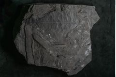 Foto (Detailansicht) von Sagenopteris rhoifolia Presl (NHMW-GEO-2024-0188-10648)